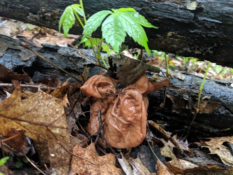 gyromitra elephant ear, gabled false morel