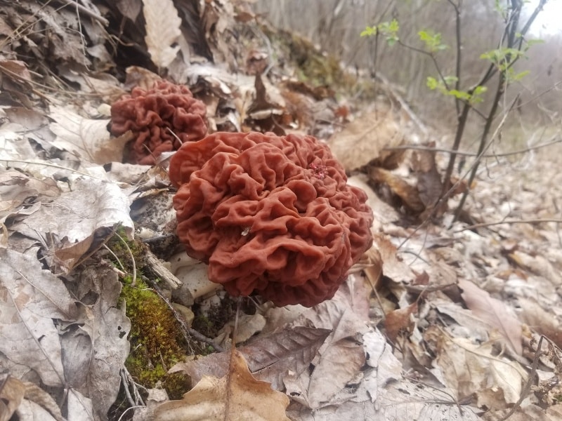 Gyromitra caroliniana

