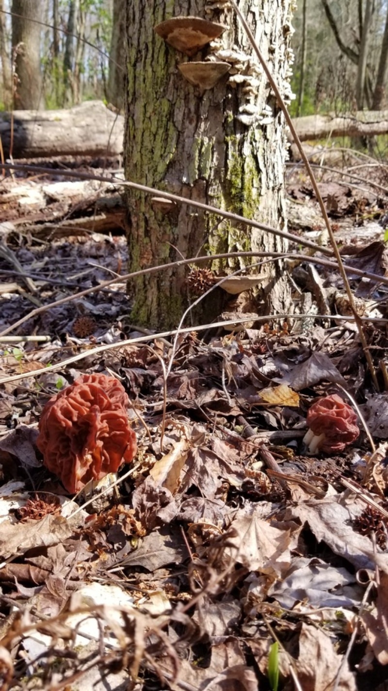 Gyromitra caroliniana

