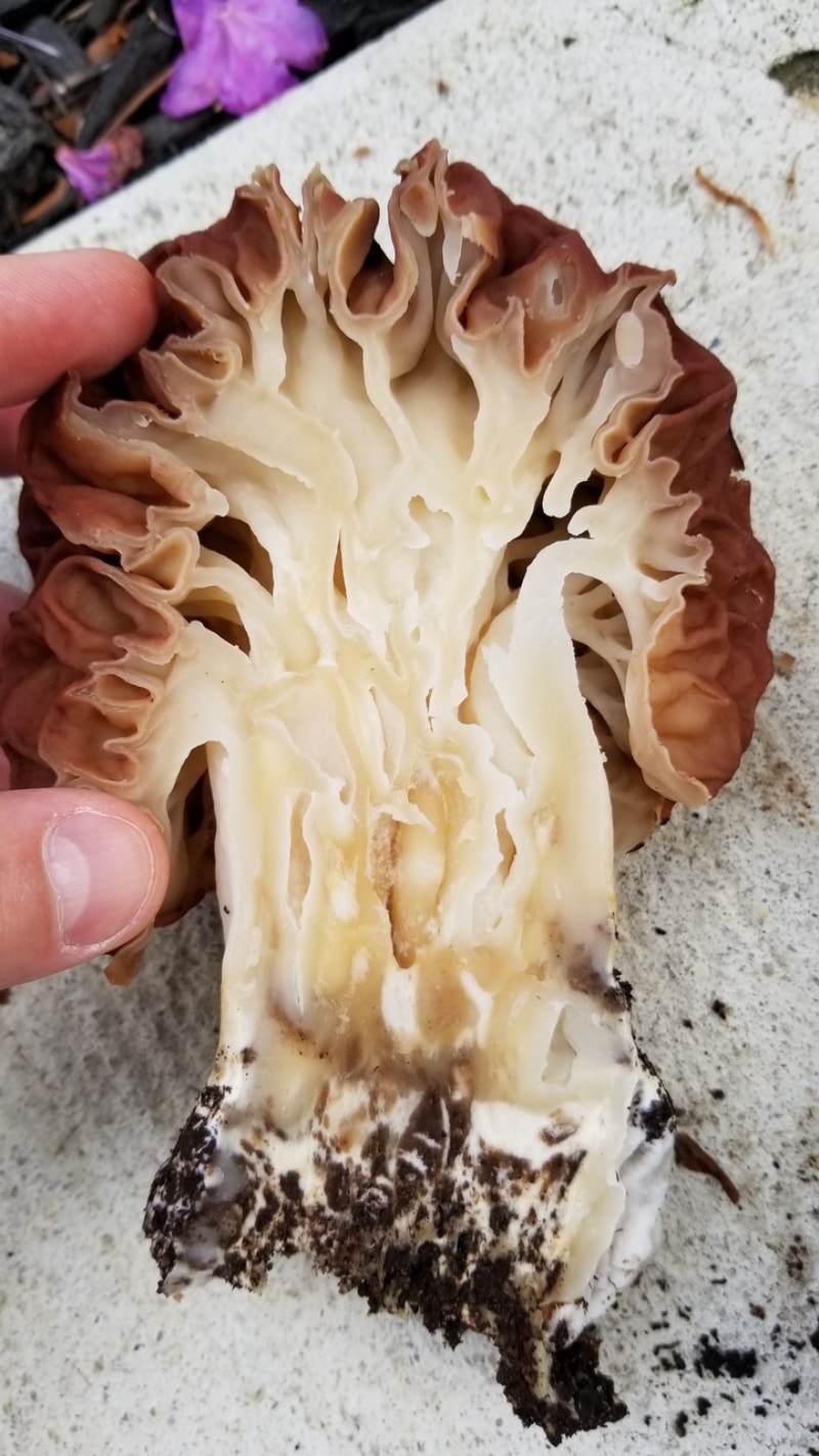 inside Gyromitra caroliniana

Carolina False Morel, River Red False Morel, Brown False Morel, Beefsteak