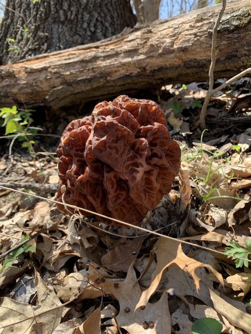 big red false morel