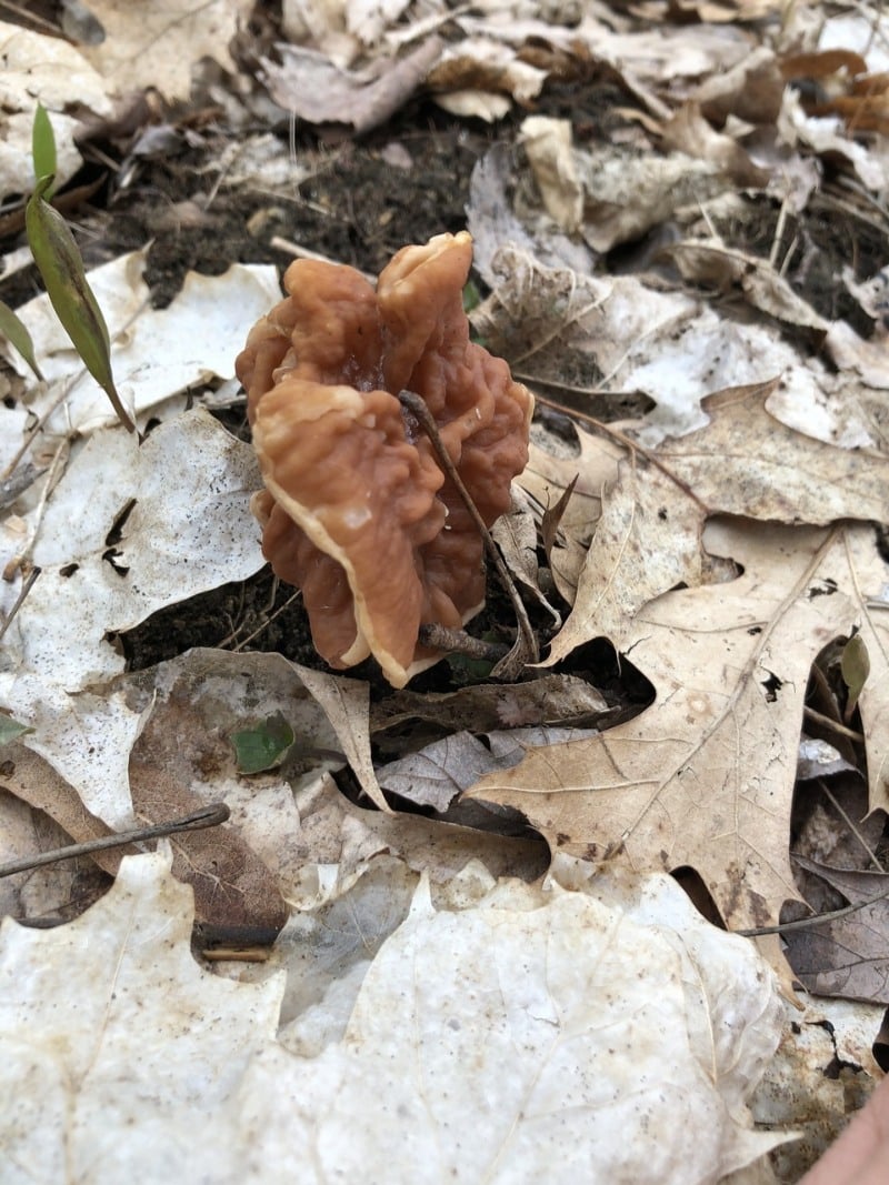 gyromitra elephant ear false morels Gyromitra brunnea