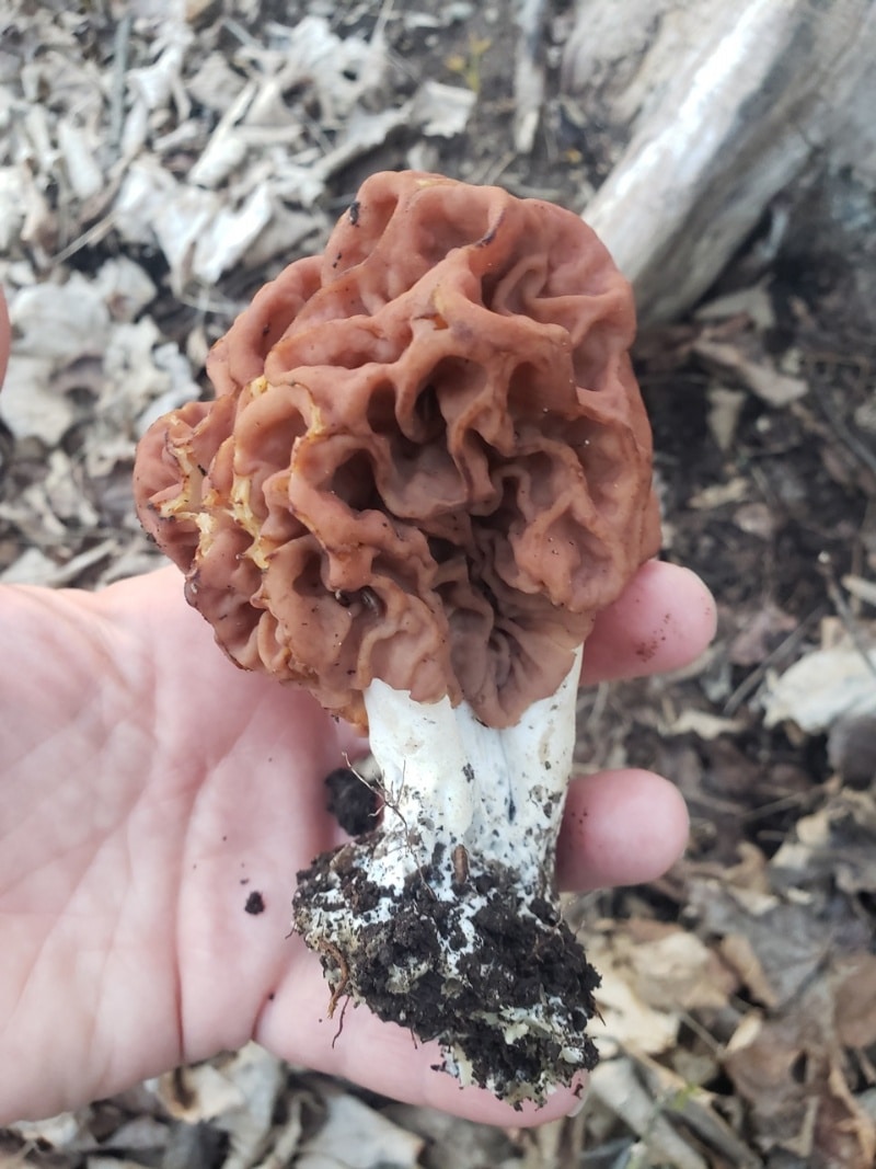 Gyromitra caroliniana

