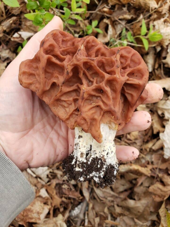 Big Red False Morel Identification and Edibility Guide For the Carolina False Morel Mushroom