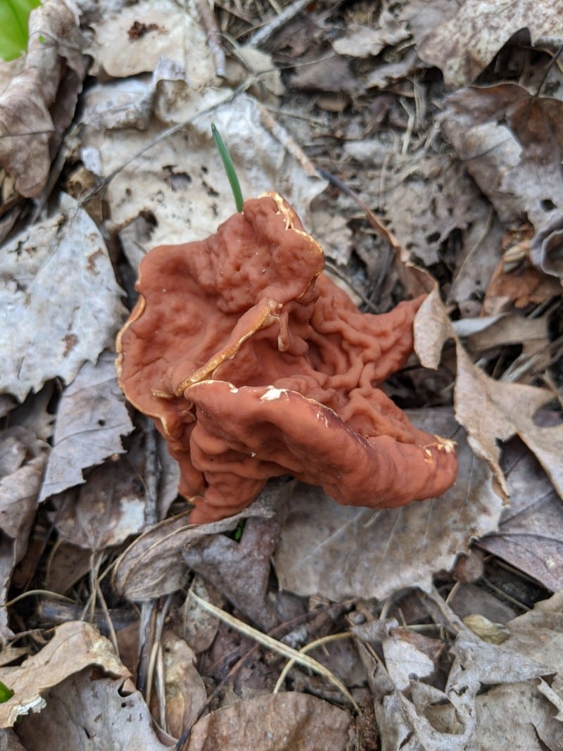 Gabled false morels aka elephant ears