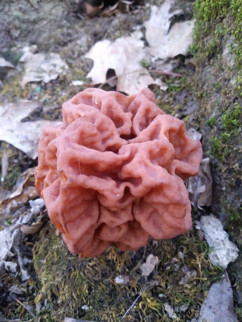 Gyromitra caroliniana