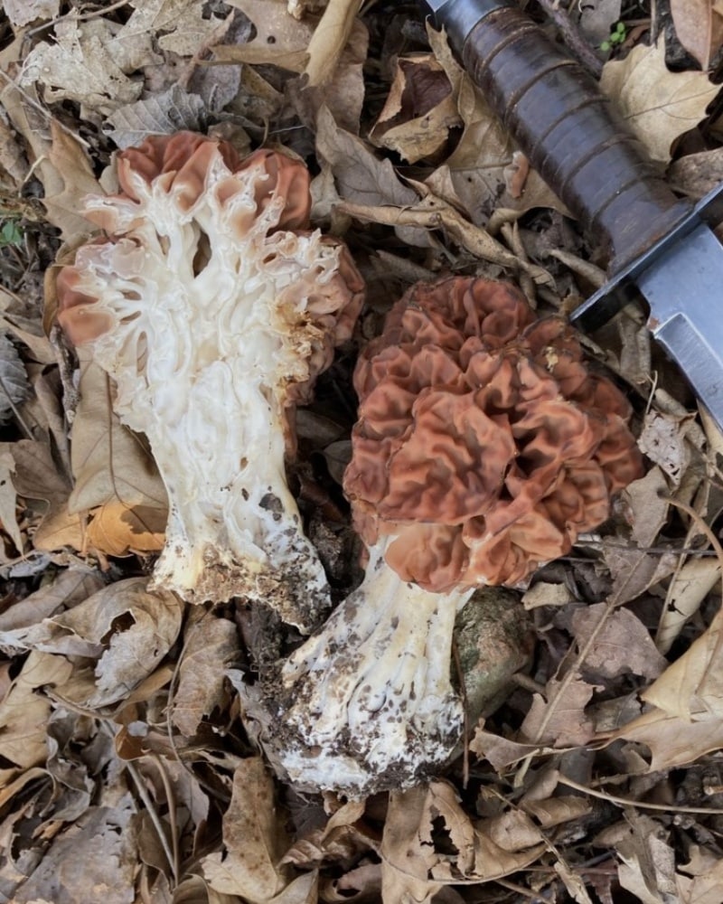 Big Red, False Morell, Brown False Morel, Beefsteak