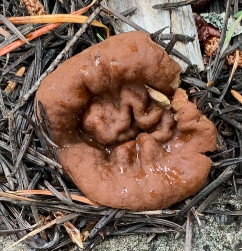 Gyromitra perlata