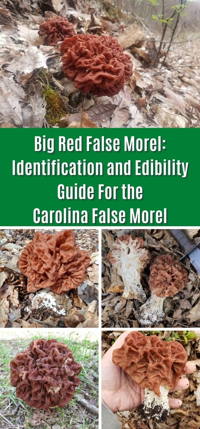 Big Red False Morel Identification and Edibility Guide For the Carolina False Morel Mushroom