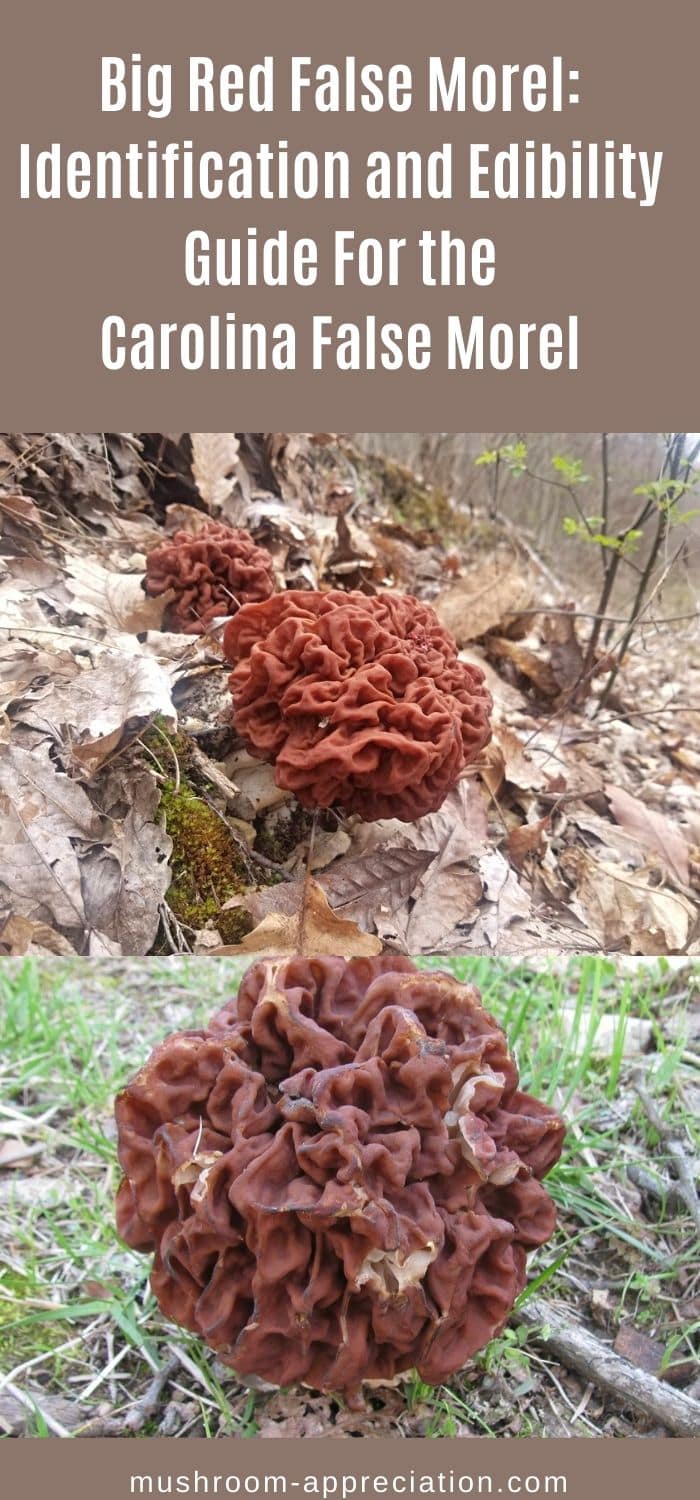 Big Red False Morel Identification and Edibility Guide For the Carolina False Morel Mushroom