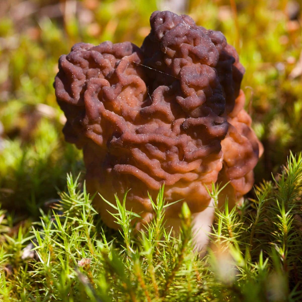 Gyromitra esculenta