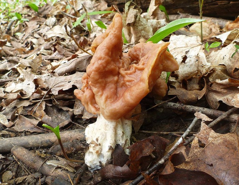 gyromitra false morels