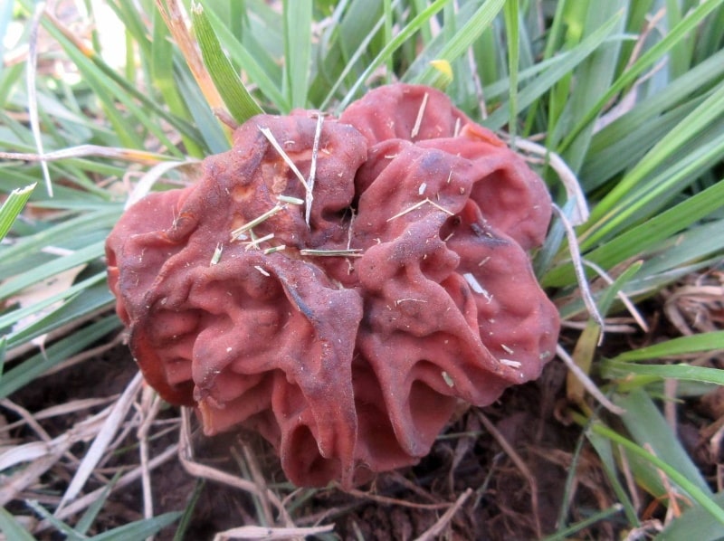 Gyromitra caroliniana