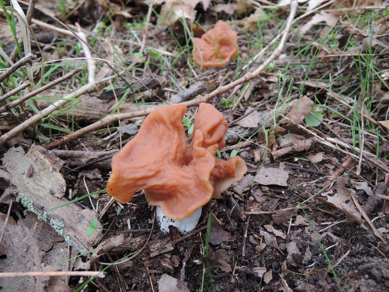 gyromitra elephant ear false morels