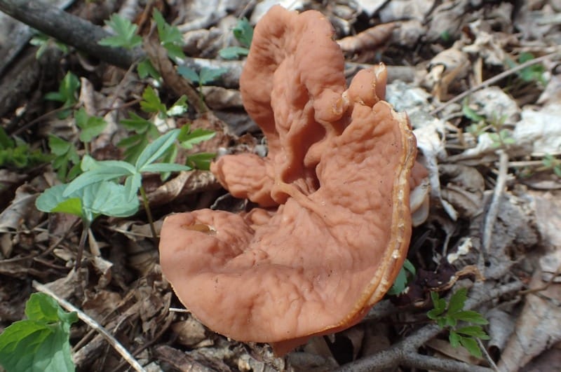 Gyromitra brunnea