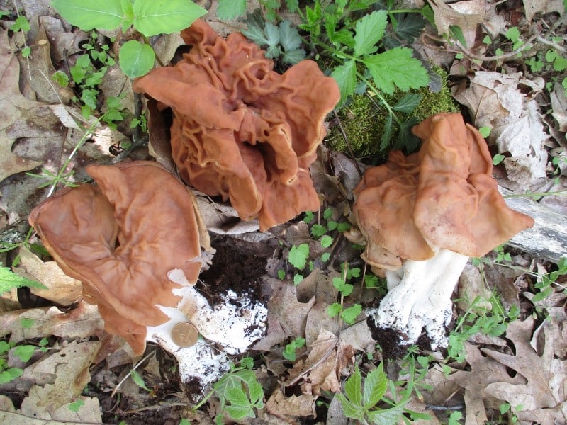 elephant ear false morels aka gabled false morels