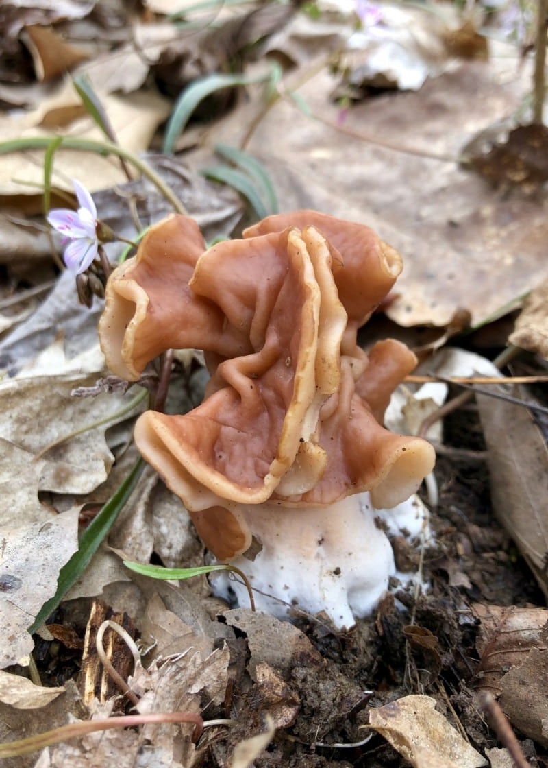 elephant ear false morel