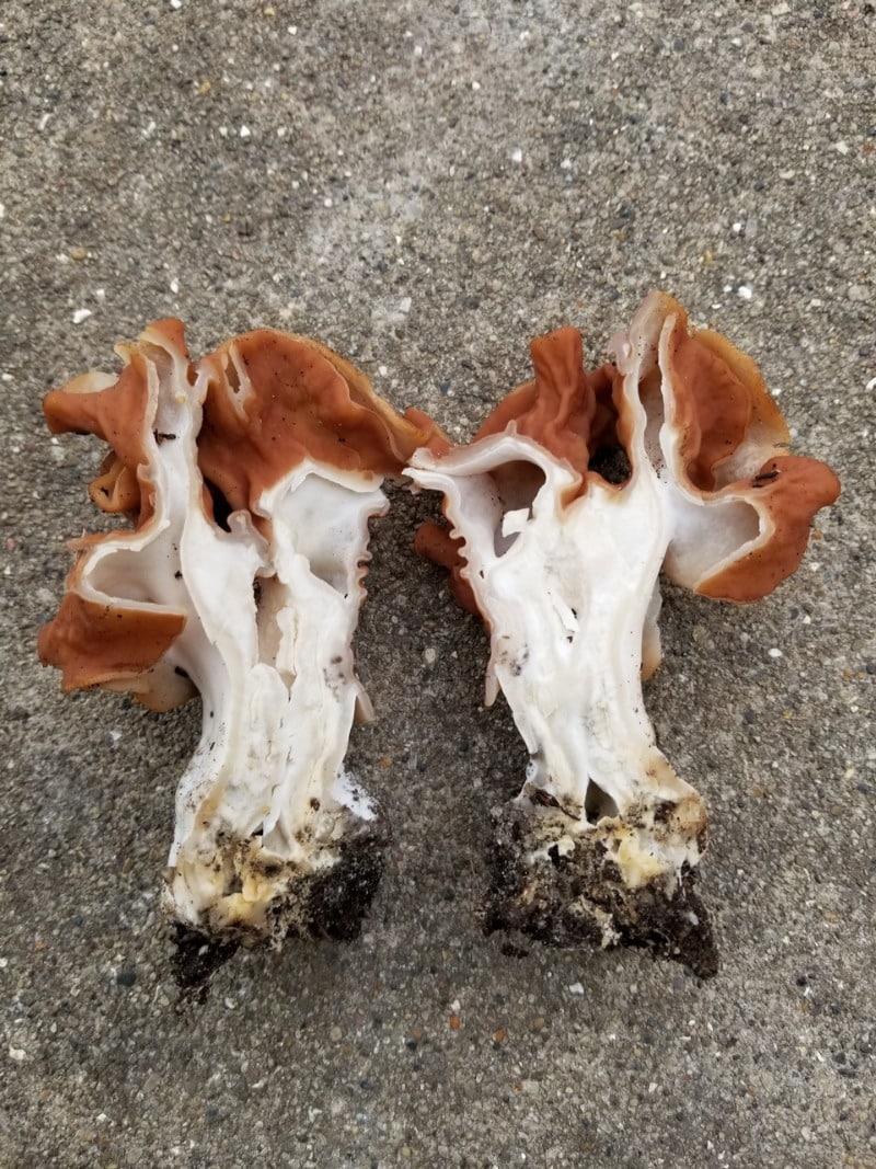 Inside of false morel stem gyromitra brunnea