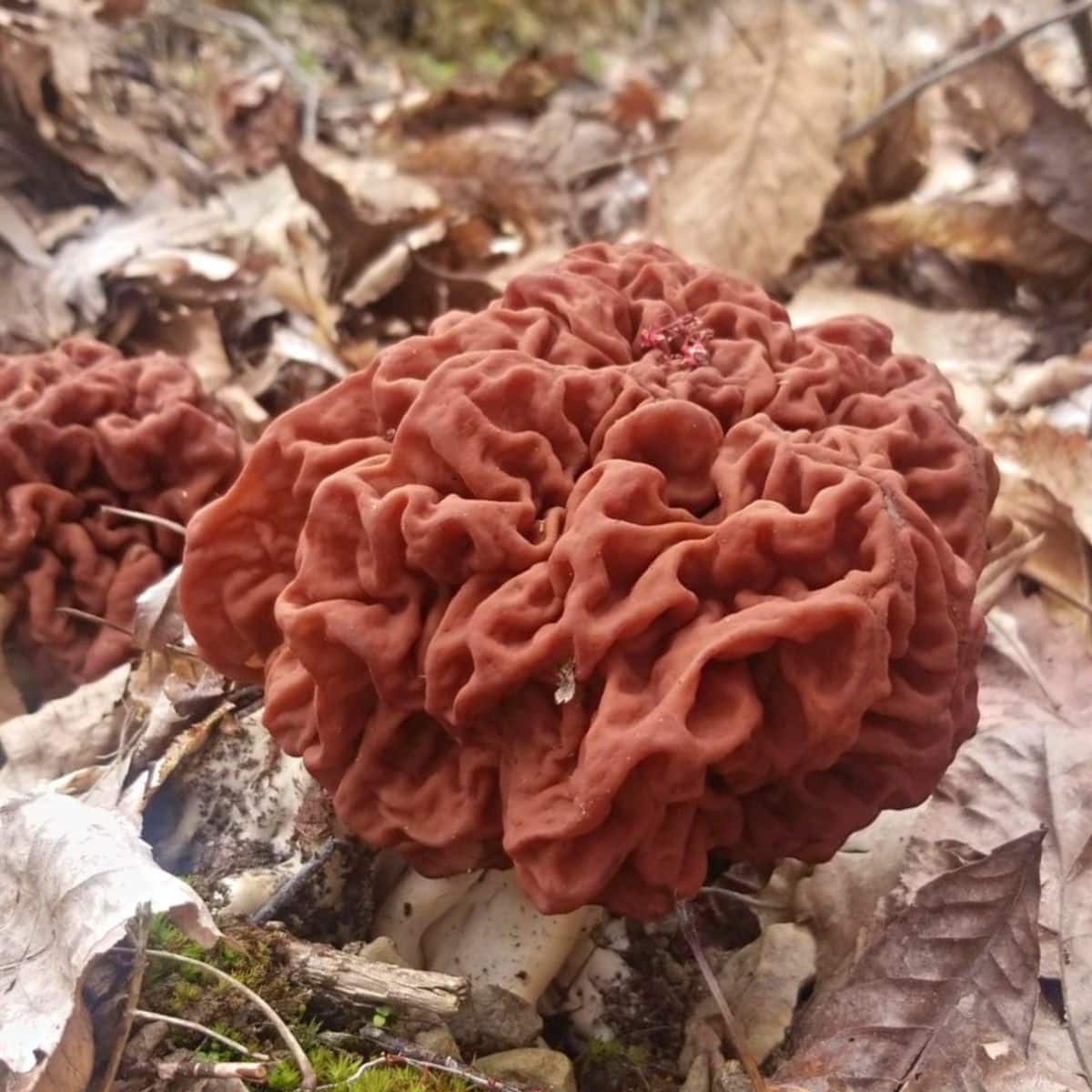Edible Red Morels Mushrooms