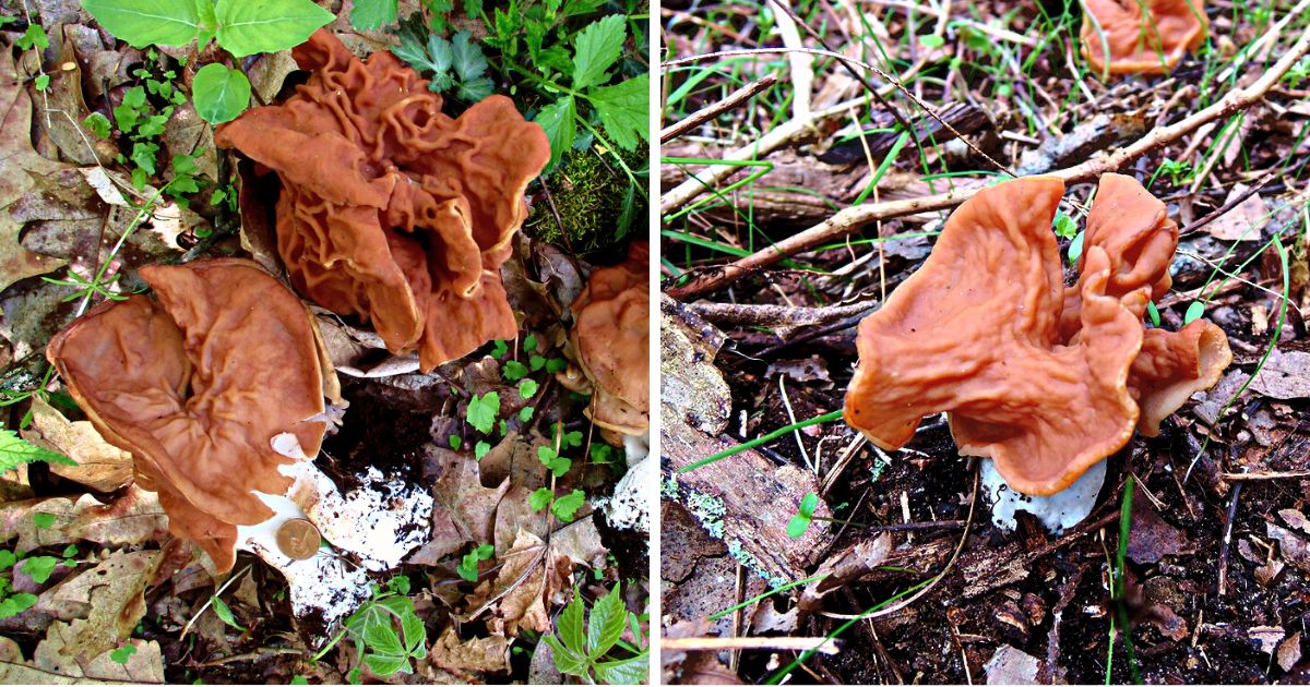 Interesting Info About Elephant Ears Mushroom