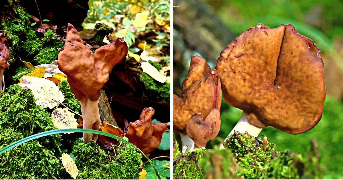The Hooded False Morel Identification Guide Mushroom Appreciation