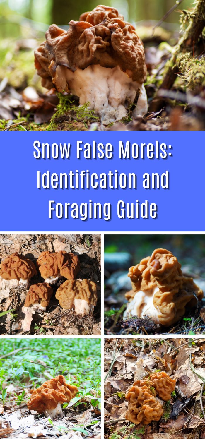 Snow False Morels Identification and Foraging Guide Mushroom Appreciation