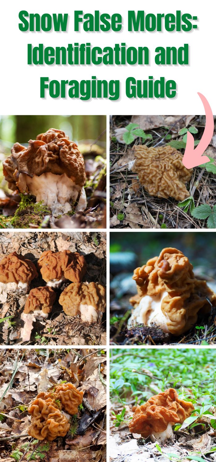 Snow False Morels Identification and Foraging Guide Mushroom Appreciation