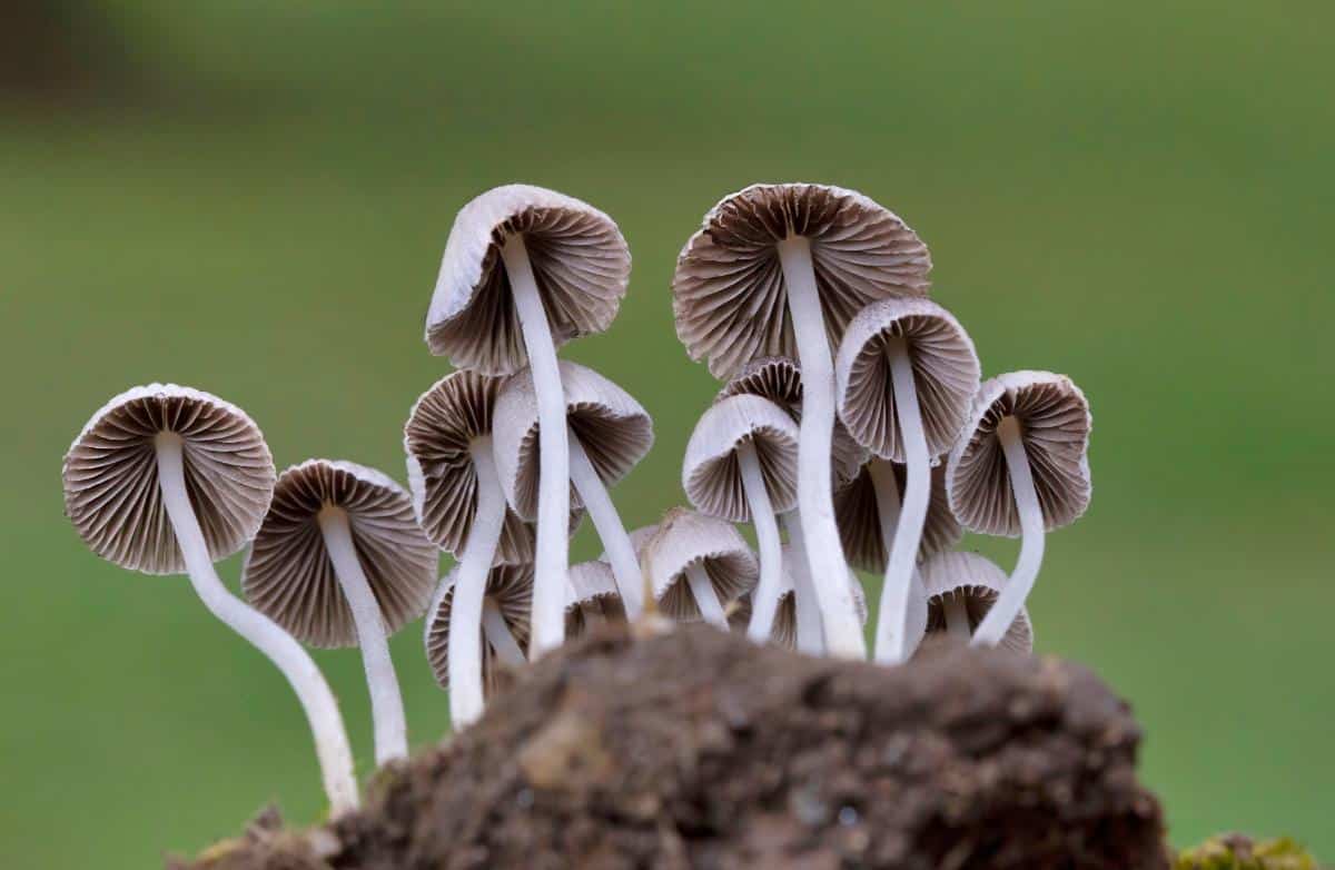 fairy inkcap mushrooms