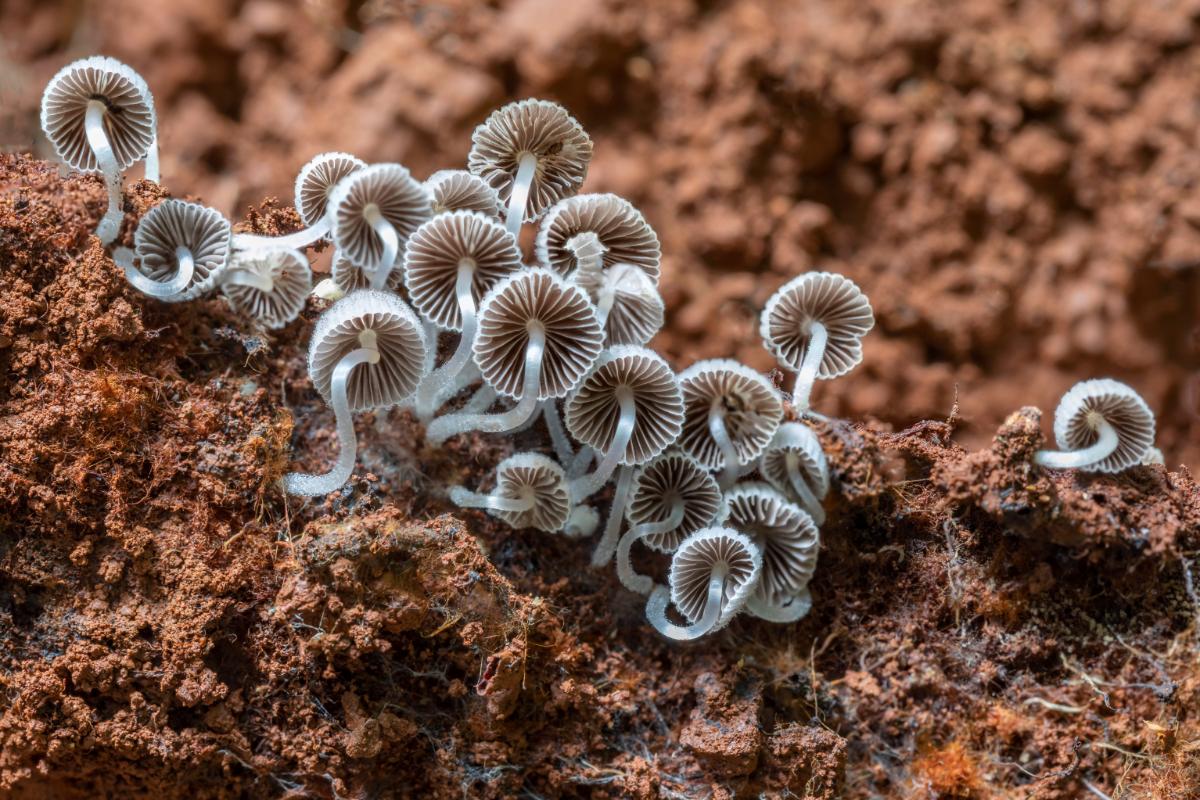 Coprinellus disseminatus