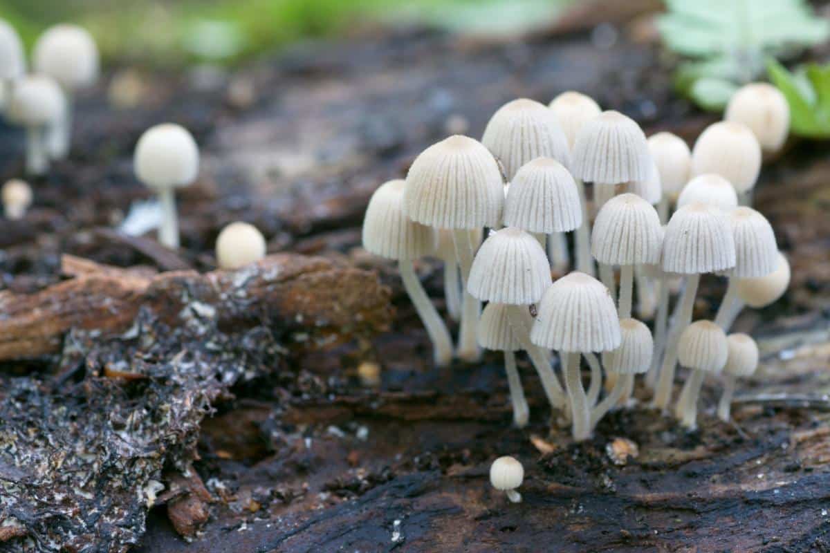 fairy inkcap mushrooms