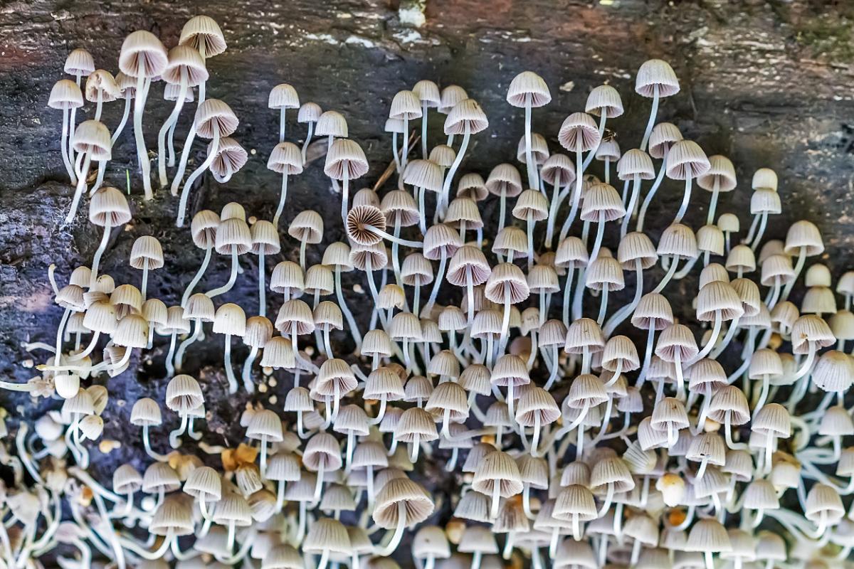 fairy ink cap mushrooms