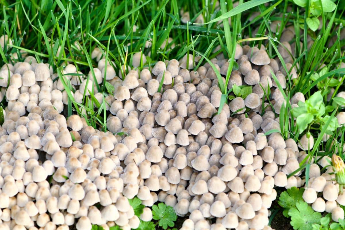 Coprinellus disseminatus