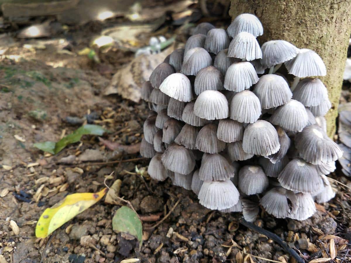 Coprinellus disseminatus