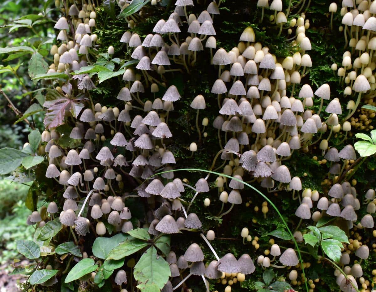 fairy inkcaps