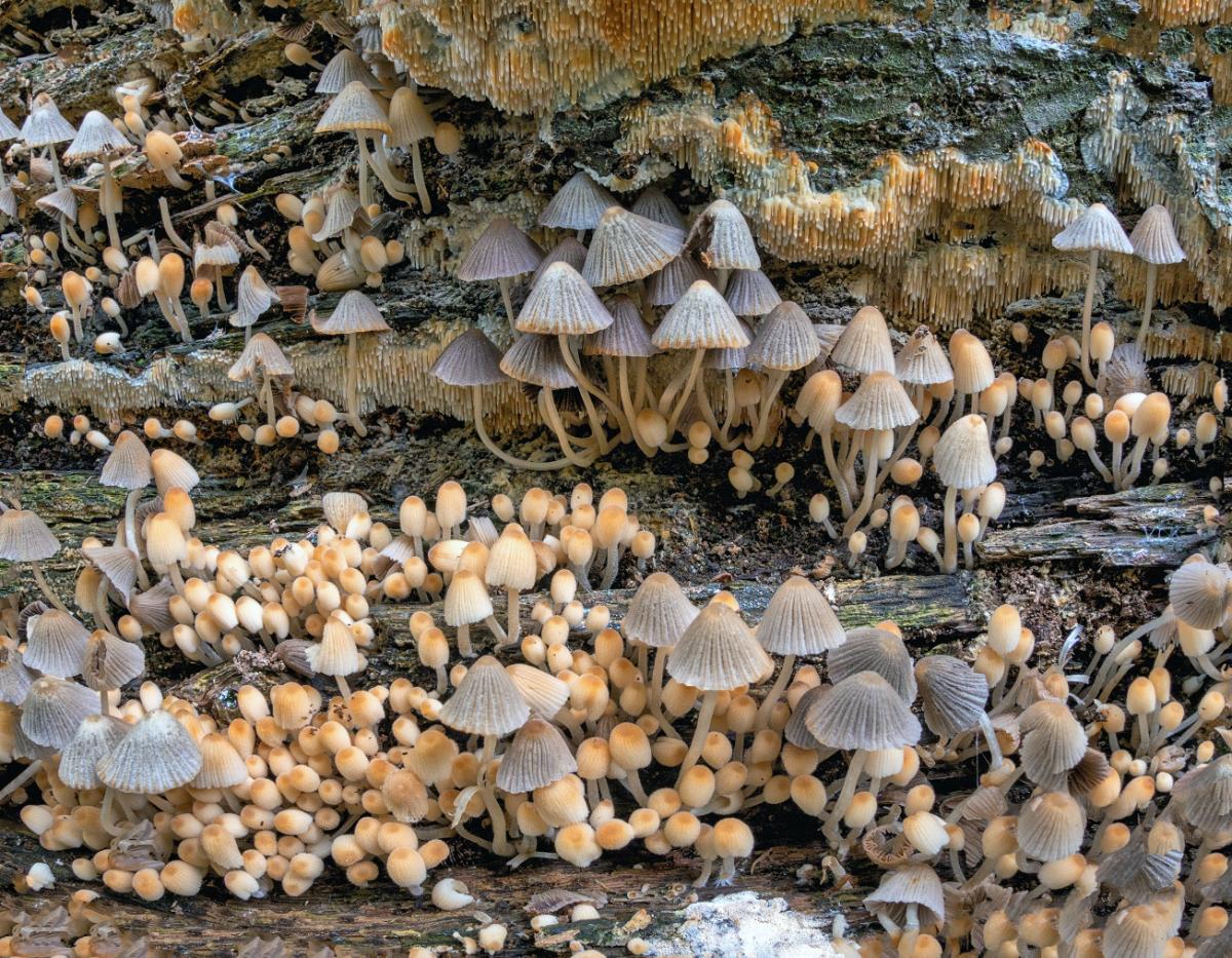 fairy ink cap mushrooms