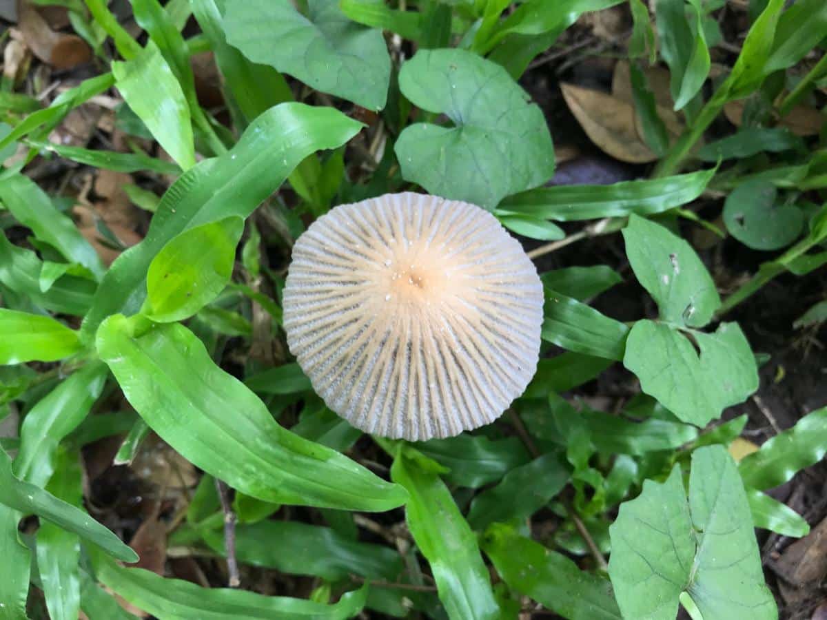 Coprinellus disseminatus