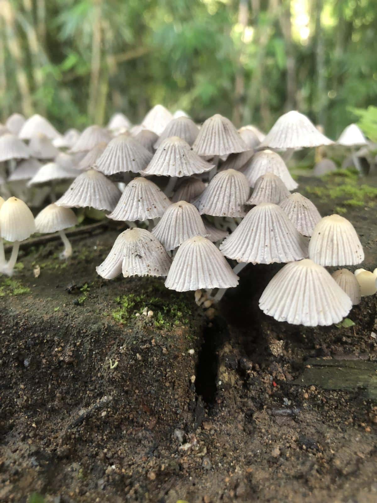 Coprinellus disseminatus