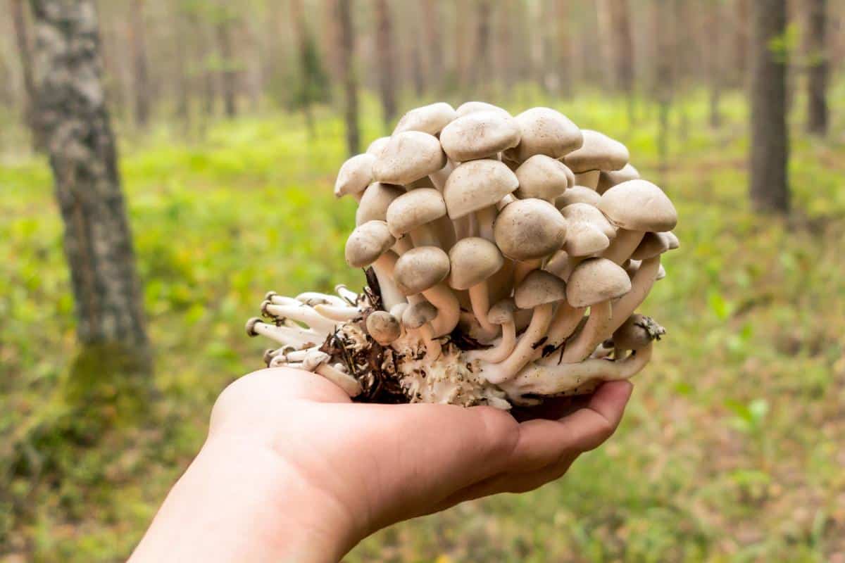 fried chicken mushroom cluster