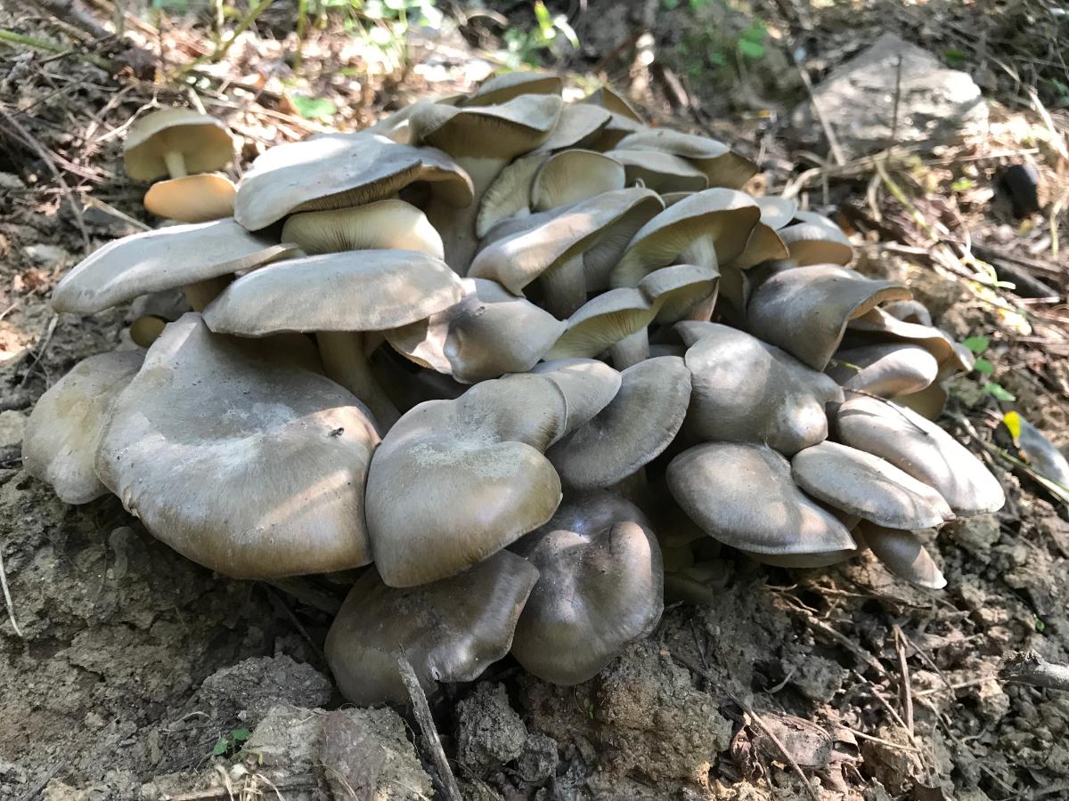 chicken of the gravel