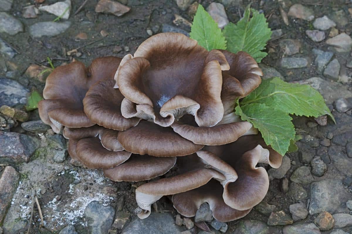 fried chicken mushrooms