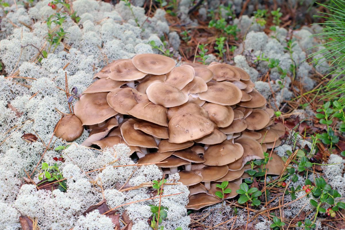 chicken of the gravel