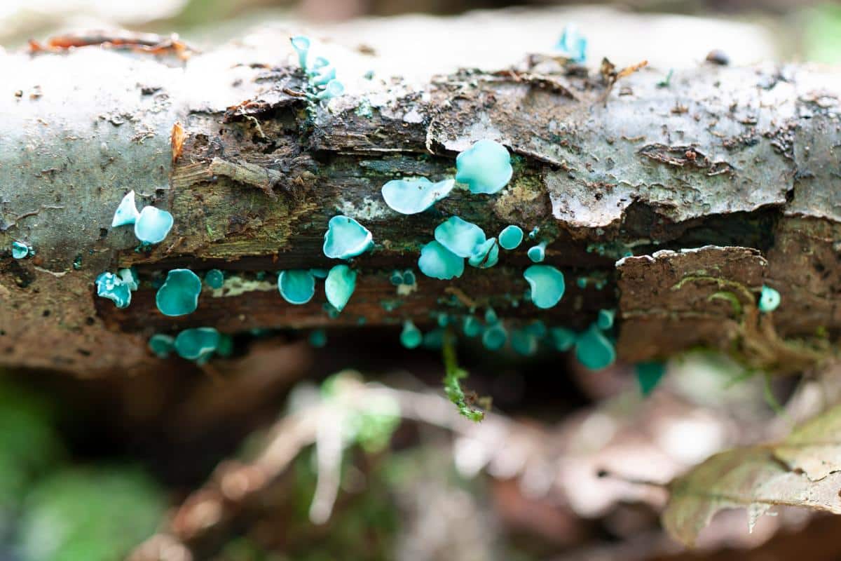 Chlorociboria aeruginascens, Chlorociboria aeruginosa