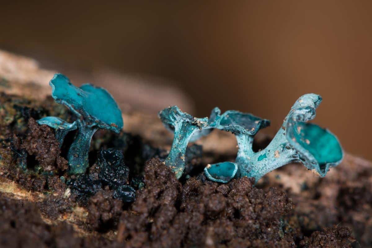 green cup fungus