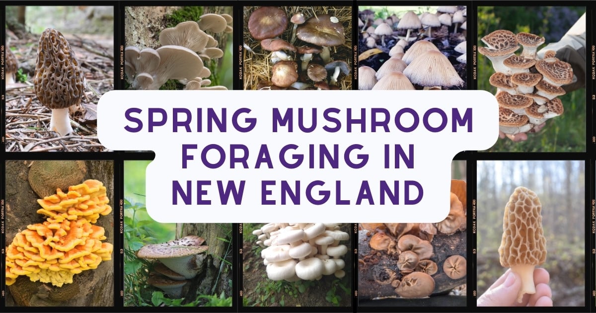 Spring Mushroom Foraging In New England