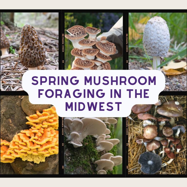 Easy Portobello Mushroom Soup Recipe - Mushroom Appreciation