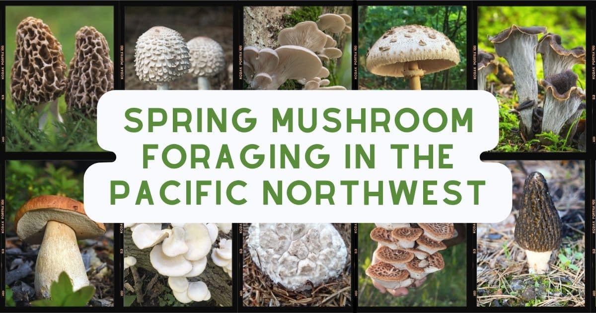 Spring Mushroom Foraging In The Pacific Northwest