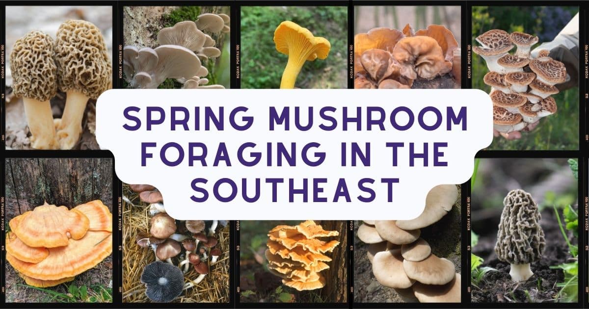 Spring Mushroom Foraging In The Southeast