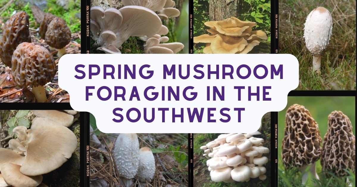 Spring Mushroom Foraging In The Southwest