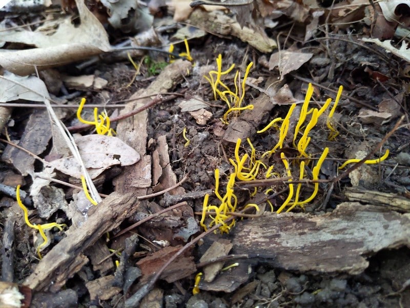 Golden Fairy Club (Clavulinopsis laeticolor)