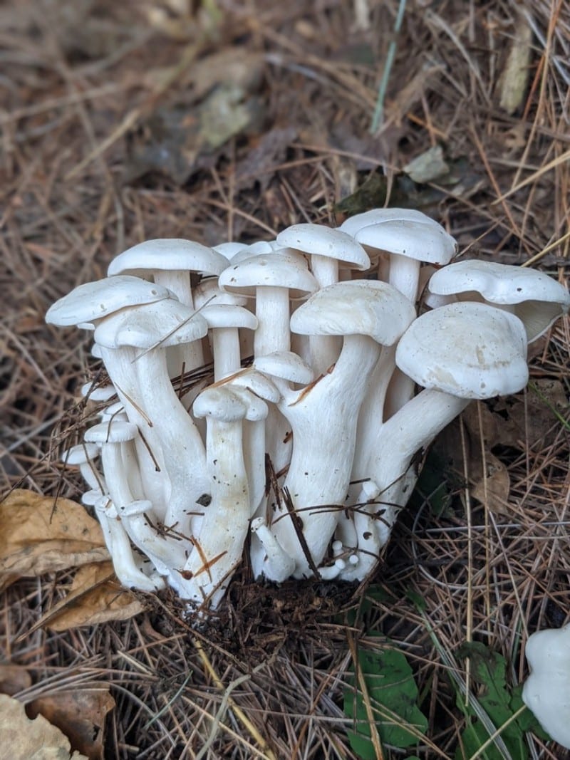 White Domecap (Leucocybe connata)